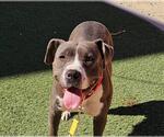 Small #1 American Pit Bull Terrier Mix