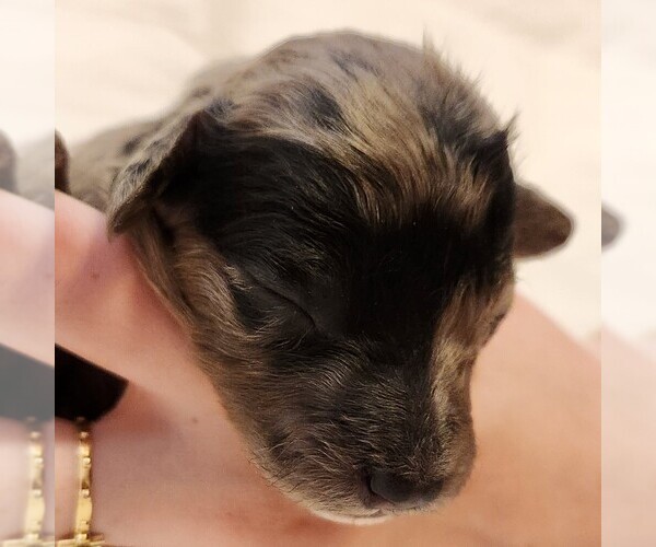Medium Photo #3 Aussiedoodle Miniature  Puppy For Sale in COLUMBIA, TN, USA