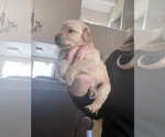 Small Photo #11 Golden Retriever Puppy For Sale in SAN JOSE, CA, USA