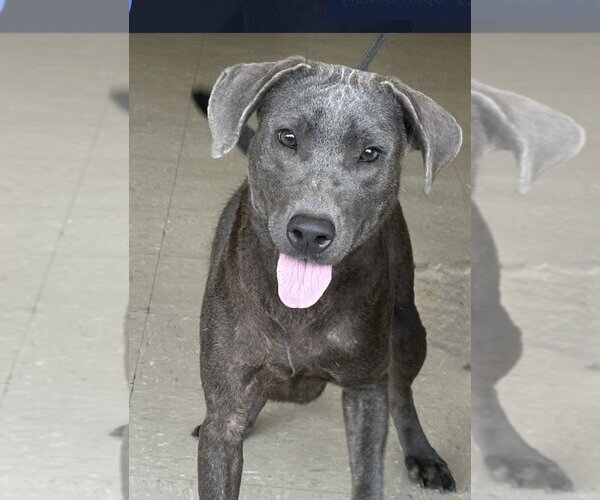Medium Photo #1 Blue Lacy Puppy For Sale in Boston, MA, USA