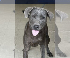 Blue Lacy Dogs for adoption in Boston, MA, USA