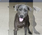 Small Blue Lacy