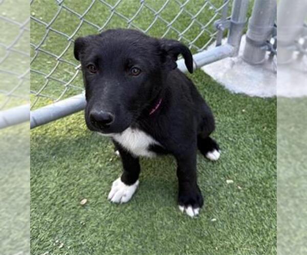 Medium Photo #1 Mutt Puppy For Sale in Camarillo, CA, USA