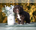 Puppy Declan Cocker Spaniel
