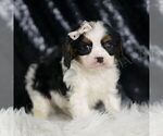 Small #3 Cavalier King Charles Spaniel