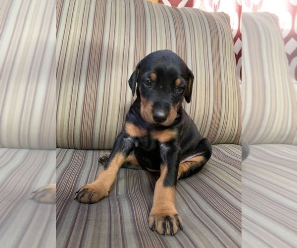 Medium Photo #3 Doberman Pinscher Puppy For Sale in SCAPPOOSE, OR, USA