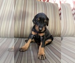 Small Photo #3 Doberman Pinscher Puppy For Sale in SCAPPOOSE, OR, USA