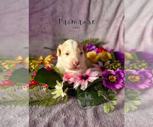 Medium Photo #13 Bordoodle Puppy For Sale in ELIZABETH CITY, NC, USA