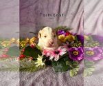 Small Photo #13 Bordoodle Puppy For Sale in ELIZABETH CITY, NC, USA