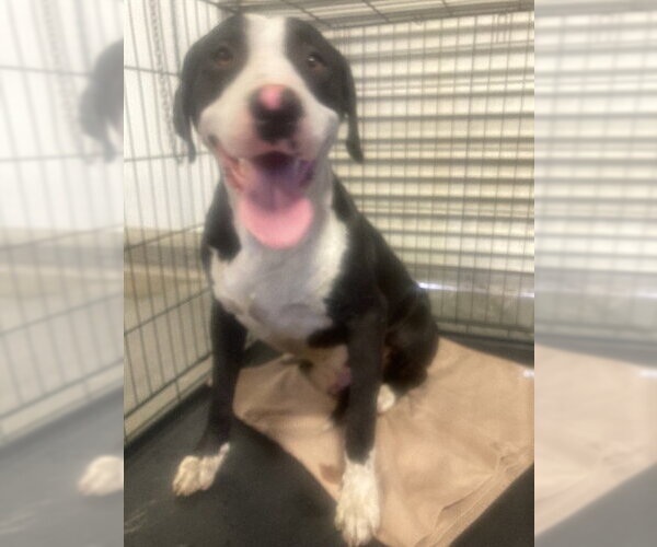 Medium Photo #1 Mutt Puppy For Sale in Bakersfield, CA, USA