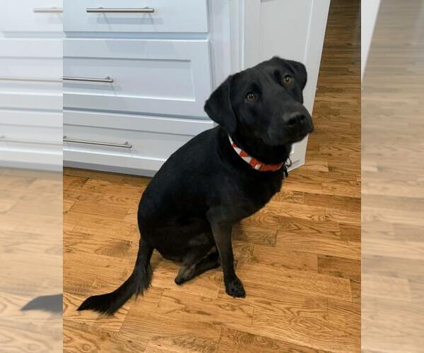Medium Photo #2 Labrador Retriever-Unknown Mix Puppy For Sale in Rockwall, TX, USA