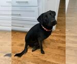 Small #1 Labrador Retriever Mix