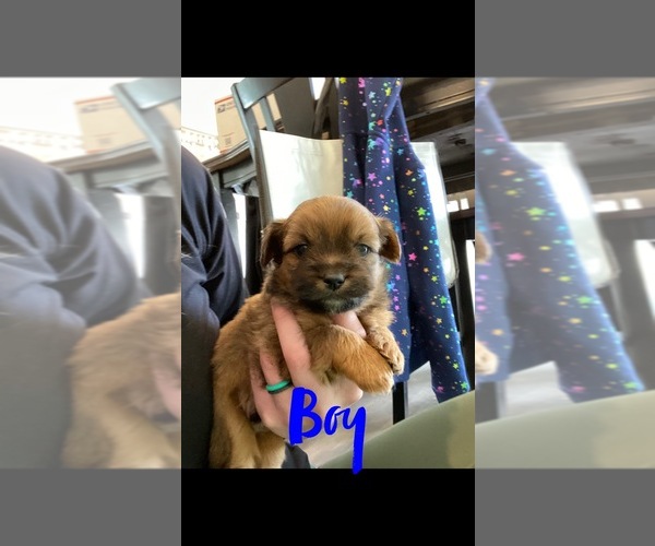 Medium Photo #4 Shiranian Puppy For Sale in FARR WEST, UT, USA