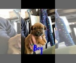 Small Photo #4 Shiranian Puppy For Sale in FARR WEST, UT, USA