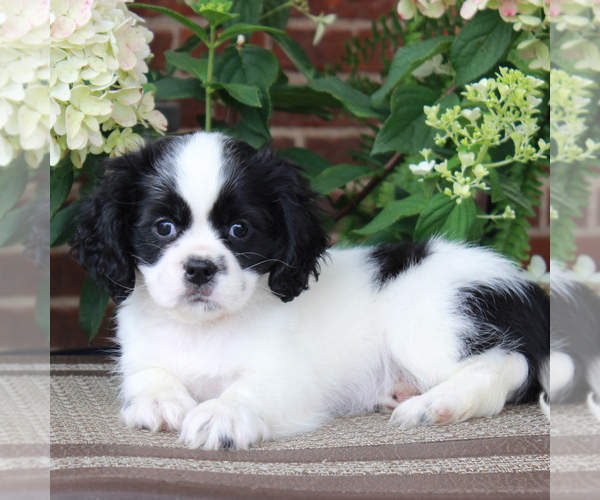 Medium Photo #3 Cava-Tzu Puppy For Sale in GORDONVILLE, PA, USA