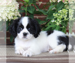 Small Photo #3 Cava-Tzu Puppy For Sale in GORDONVILLE, PA, USA