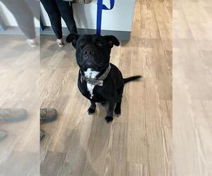 Labrador Retriever-Unknown Mix Dogs for adoption in Pearland, TX, USA