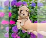 Small #1 Labradoodle