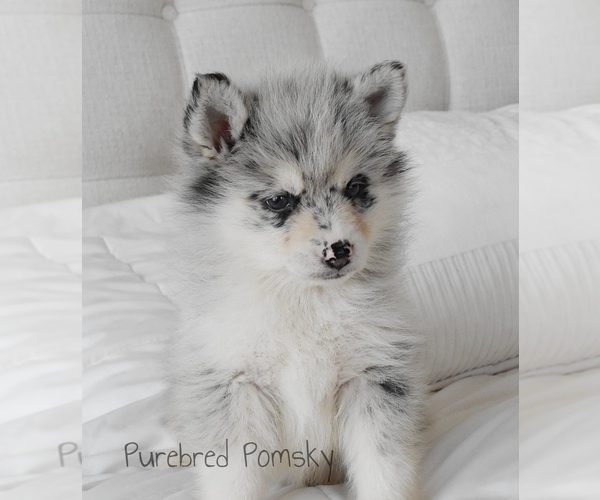 Medium Photo #2 Pomsky Puppy For Sale in KANSAS CITY, MO, USA