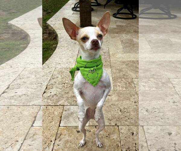 Medium Photo #3 Chihuahua-Unknown Mix Puppy For Sale in Euless, TX, USA