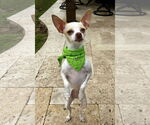 Small #2 Chihuahua Mix