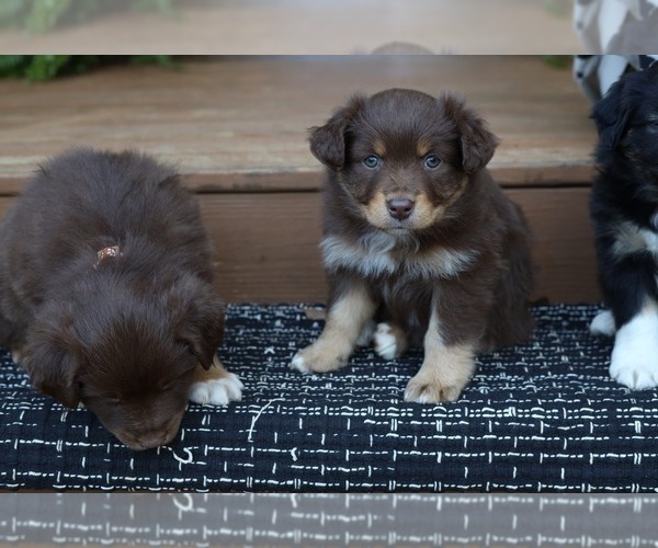 Medium Photo #3 Miniature American Shepherd Puppy For Sale in DAWSON, GA, USA