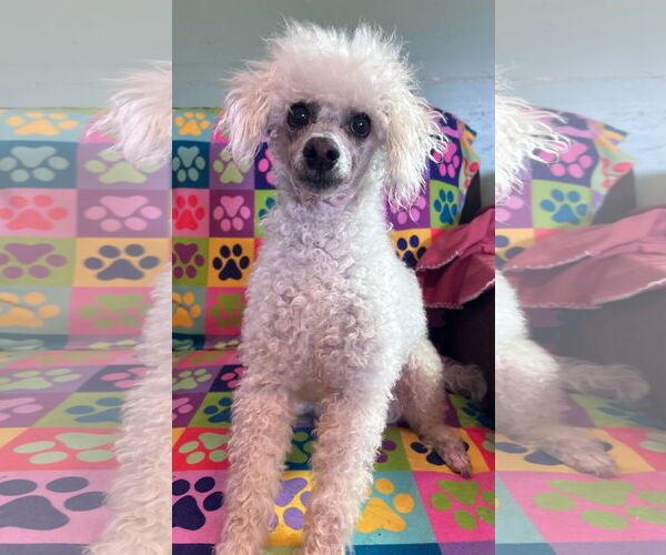 Medium Photo #5 Poodle (Miniature) Puppy For Sale in Pacolet, SC, USA