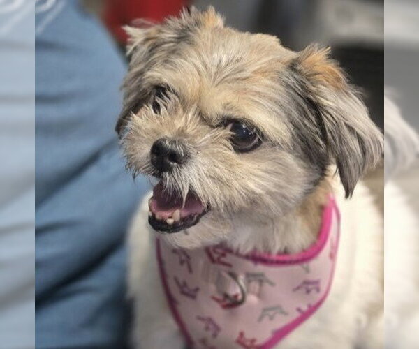 Medium Photo #3 Shih Tzu Puppy For Sale in Claremore, OK, USA