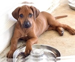Small #18 Rhodesian Ridgeback