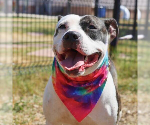 Medium Photo #1 American Staffordshire Terrier-Unknown Mix Puppy For Sale in San Antonio, TX, USA