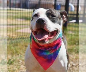 American Staffordshire Terrier-Unknown Mix Dogs for adoption in San Antonio, TX, USA