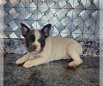 Small Photo #1 French Bulldog Puppy For Sale in GOSHEN, IN, USA
