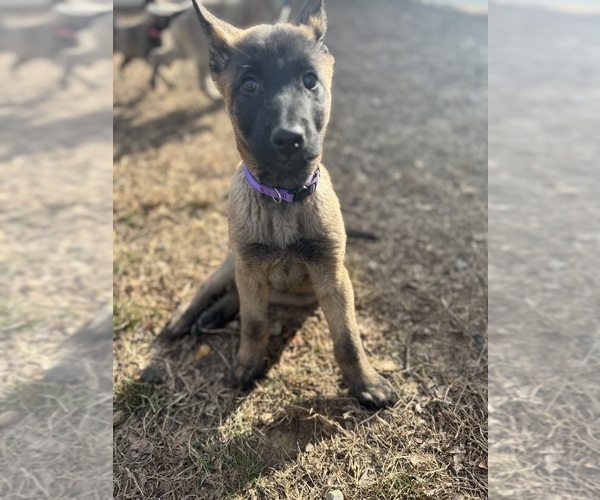 Medium Photo #41 German Malinois Puppy For Sale in FREDERICKSBURG, VA, USA
