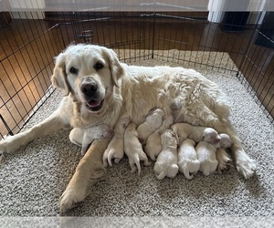 English Cream Golden Retriever Puppy for sale in BYRON CENTER, MI, USA