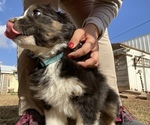 Small Photo #1 Australian Shepherd Puppy For Sale in LUBBOCK, TX, USA