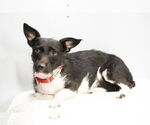 Small #6 Mutt