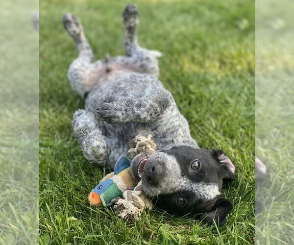 Medium Photo #2 Border Collie-German Shorthaired Pointer Mix Puppy For Sale in Grovertown, IN, USA