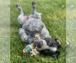 Small #1 Border Collie-German Shorthaired Pointer Mix