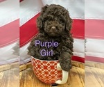 Puppy Purple collar Poodle (Miniature)