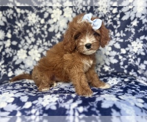 Cavapoo Puppy for sale in LAKELAND, FL, USA