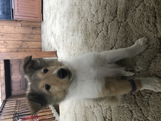 Collie Puppy for sale in MASON, WV, USA