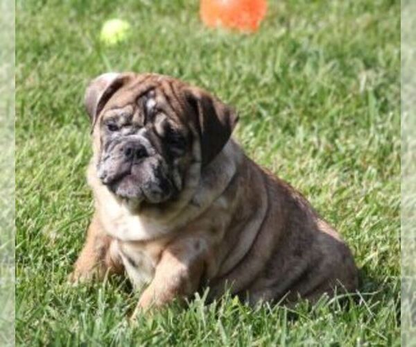 Medium Photo #1 Bulldog Puppy For Sale in MARSHFIELD, MO, USA