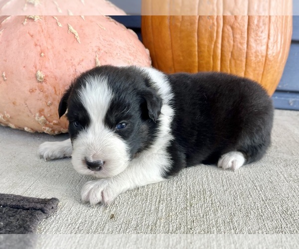 Medium Photo #1 Australian Shepherd Puppy For Sale in LODA, IL, USA