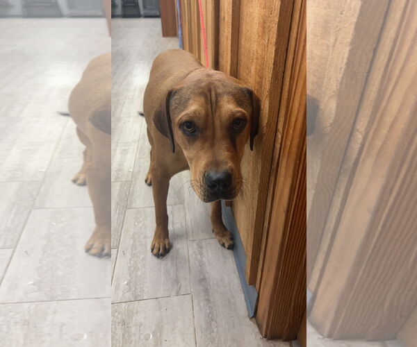 Medium Photo #6 Redbone Coonhound-Rhodesian Ridgeback Mix Puppy For Sale in Farmerville, LA, USA