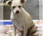 Small Chihuahua Mix