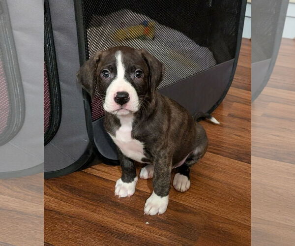 Medium Photo #3 Labrador Retriever-Unknown Mix Puppy For Sale in Plainfield, IL, USA