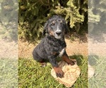 Small #3 Bernedoodle (Miniature)