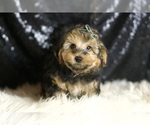 Small #3 YorkiePoo