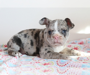French Bulldog Puppy for sale in SHILOH, OH, USA