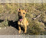 Small Fox Terrier (Toy)